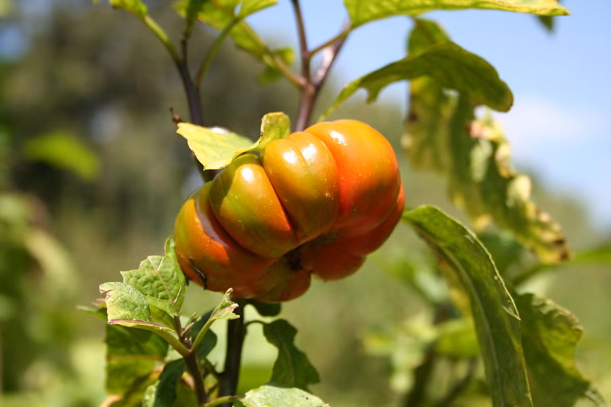 Cà pháo (Solanum macrocarpon) cao 1,5 mét, được trồng khá phổ biến ở các nước Đông Nam Á và Đông Á. Cả quả và lá của loài cây một năm này đều có thể dùng làm thực phẩm. Kích cỡ, màu sắc và hình dạng quả của chúng thay đổi tùy theo giống.