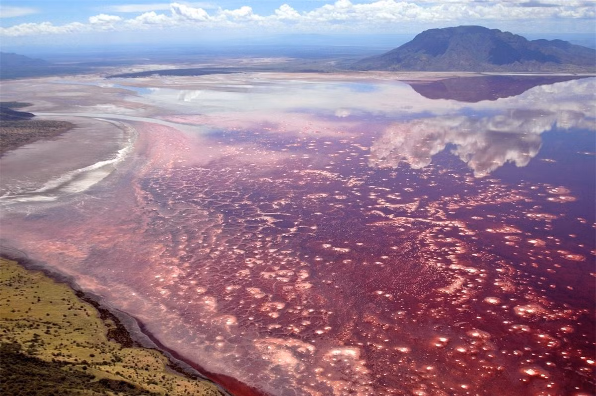 Hồ Natron (Tanzania): Nằm ở Tanzania, hồ Natron được coi là một trong những hồ nguy hiểm nhất thế giới. Bề ngoài hồ nước này có màu đỏ trông như ở trên sao Hỏa và là nơi sinh sống của hàng triệu con hồng hạc. Tuy nhiên, nơi đây nổi tiếng là hồ nước chết chóc nhất hành tinh bởi nồng độ kiềm trong hồ cao hơn bất kỳ nơi nào khác trên thế giới. Các sinh vật rơi xuống hồ sẽ bị hóa đá. Tuy nhiên, một số sinh vật vẫn có thể tồn tại được ở môi trường khắc nghiệt này như tảo, vi khuẩn đặc hữu và đặc biệt là nơi lý tưởng để 2,5 triệu con chim hồng hạc làm tổ trong mùa sinh sản.