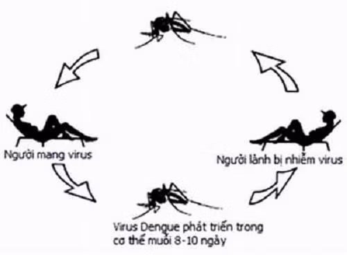 Muỗi là tác nhân chính gây nên bệnh sốt xuất huyết.