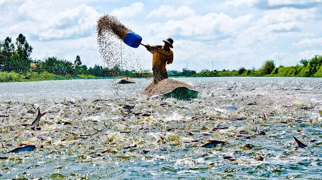 Hồng Ngự tự hào là "thủ phủ cá tra Việt Nam", nơi có đặt biểu tượng cá tra. Theo tư liệu, vào khoảng những năm 1960, người dân Hồng Ngự bắt đầu thuần dưỡng cá tra từ sông Cửu Long, rồi bán khắp miền Tây. Về sau, cá tra trở thành hàng xuất khẩu đến hơn 140 quốc gia, vùng lãnh thổ. Ảnh: Báo Đồng Tháp.