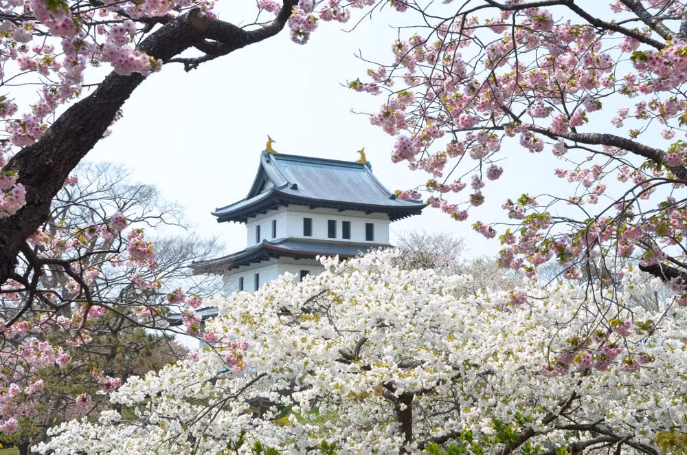 Nếu Okinawa là tỉnh cực Nam của Nhật Bản thì Hokkaido chính là tỉnh cực Bắc. Hàng năm, loài hoa biểu tượng của đất nước mặt trời mọc thường khoe sắc tại đây vào đầu tháng 5. Ảnh: Kyodo.