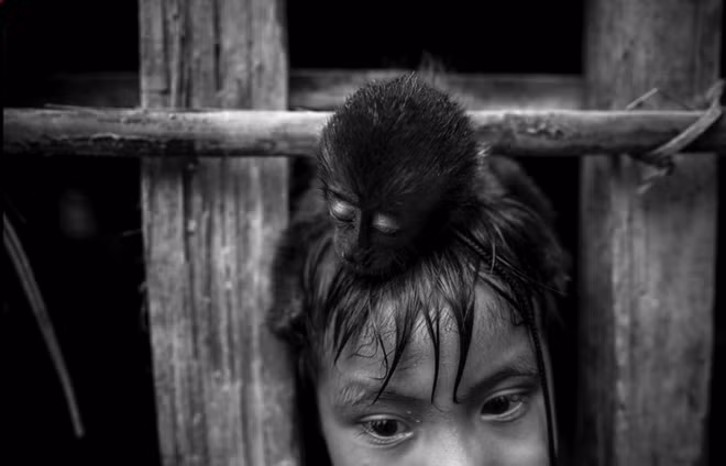 “Tôi đã đi du lịch châu Phi và nhiều nơi xa xôi khác. Ít nhất ở đó, mọi người cũng biết tới máy ảnh. Nhưng ở nơi đây, người Awa chưa bao giờ nhìn thấy máy ảnh, máy tính hay vòi hoa sen. Họ tỏ ra kinh ngạc và hạnh phúc khi trông thấy một máy bay trực thăng”, nhiếp ảnh gia Rodrigues nói với CNN. Ông Rodrigues đã giao tiếp với những người trong bộ lạc qua các dấu hiệu bằng tay.