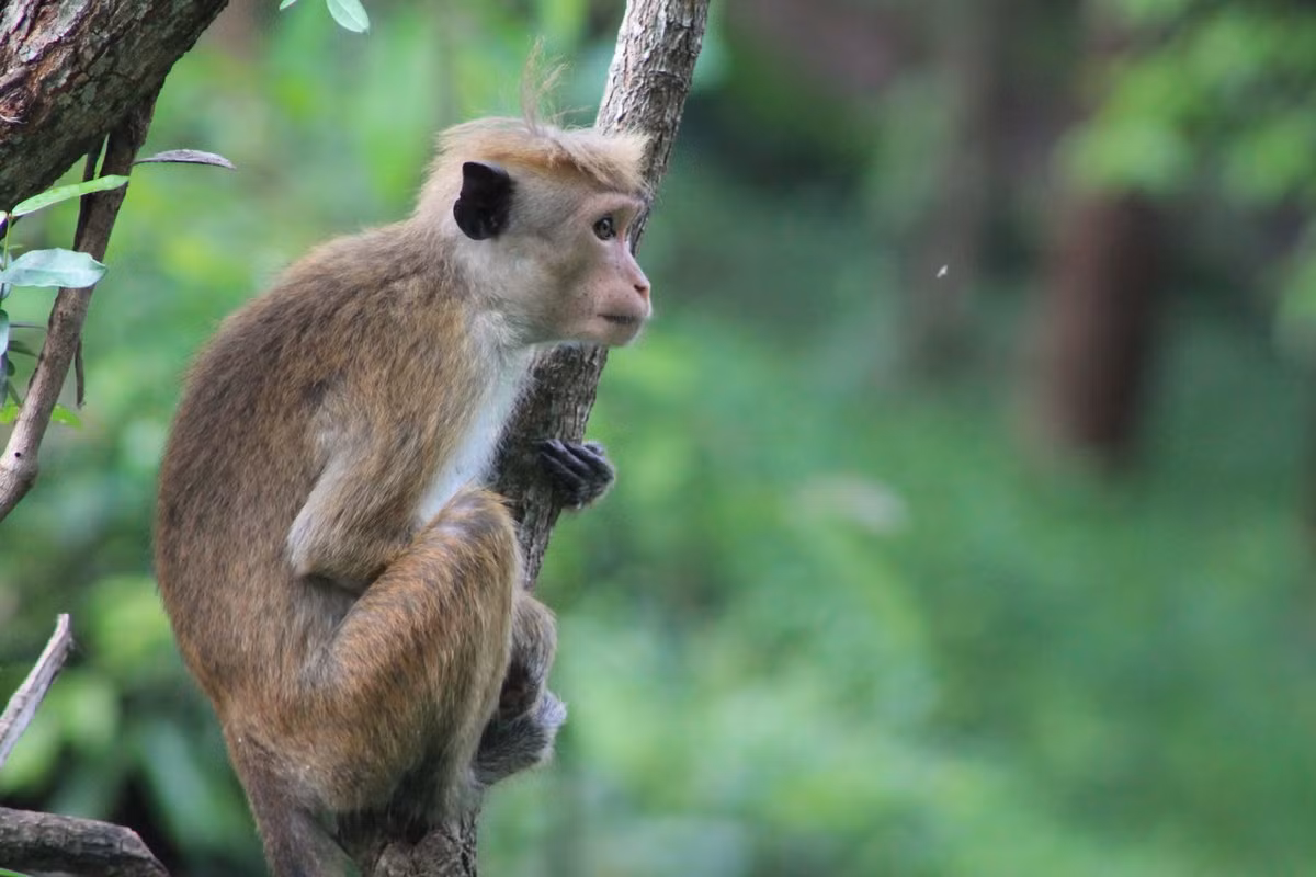 Khỉ mũ Sri Lanka (Macaca sinica) dài 43-53 cm, là loài khỉ đặc hữu của đảo Sri Lanka. Sống trong các khu rừng ẩm, đây là loài khỉ nhỏ nhất trong chi Macaca.