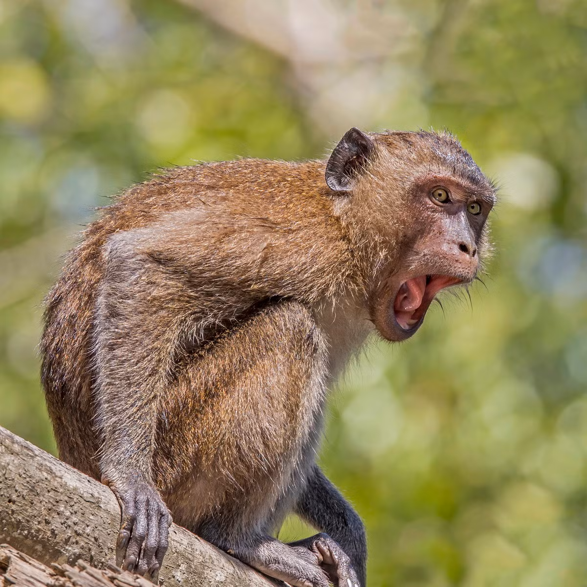 Khỉ ăn cua hay khỉ đuôi dài (Macaca fascicularis) dài 37-63 cm, phân bố ở Đông Nam Á. Không chỉ ăn cua như tên của nó, loài khỉ này còn ăn côn trùng, ếch nhái, quả và hạt.