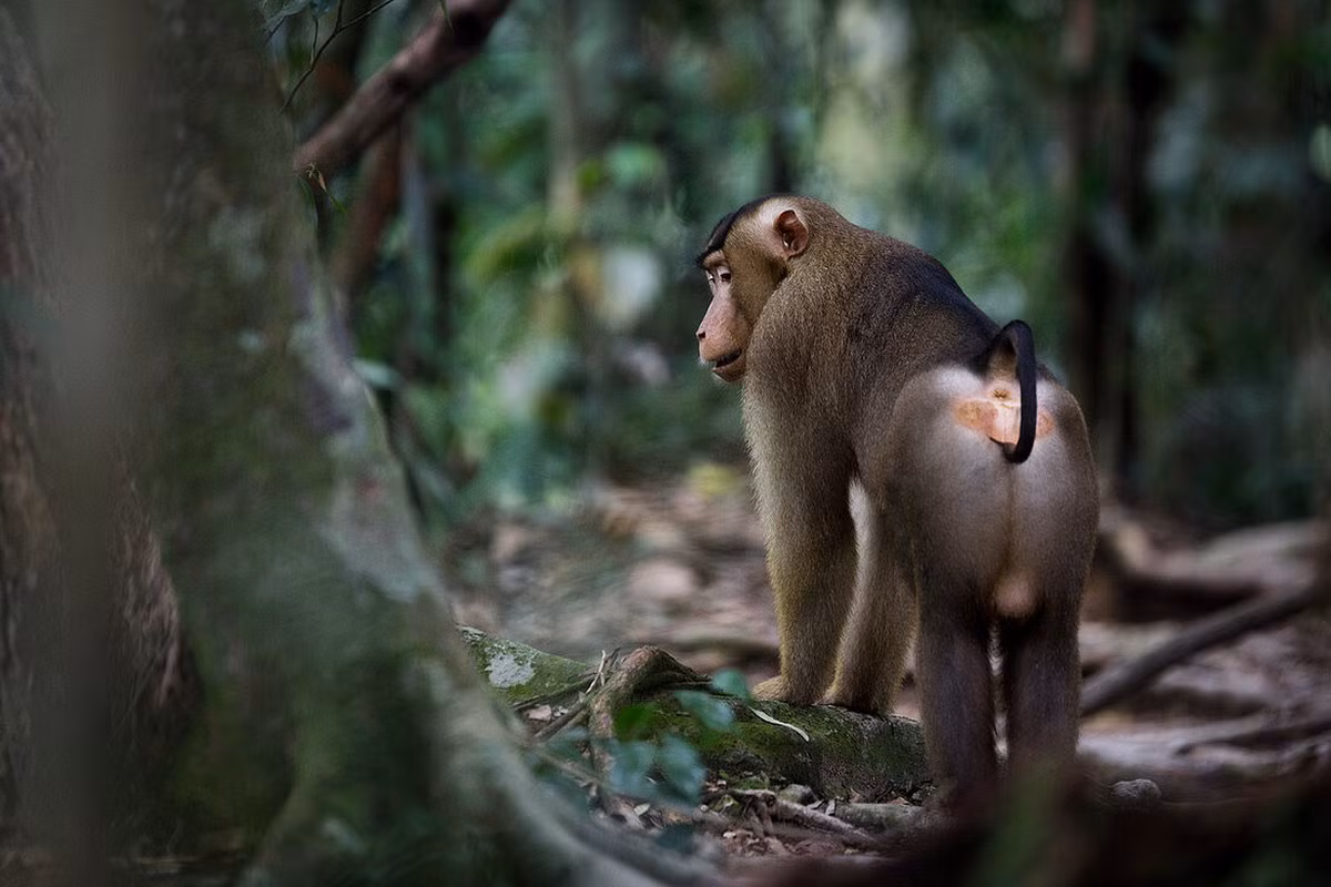 Khỉ đuôi lợn Mã Lai (Macaca nemestrina) dài 47-60 cm, cư trú ở khác khu vực ẩm, gồm rừng mưa và đầm lầy Đông Nam Á. Thức ăn của chúng chủ yếu là các loại quả, nhưng có khi là các động vật nhỏ như chuột. Đuôi chúng ngắn và cong như cái móc.