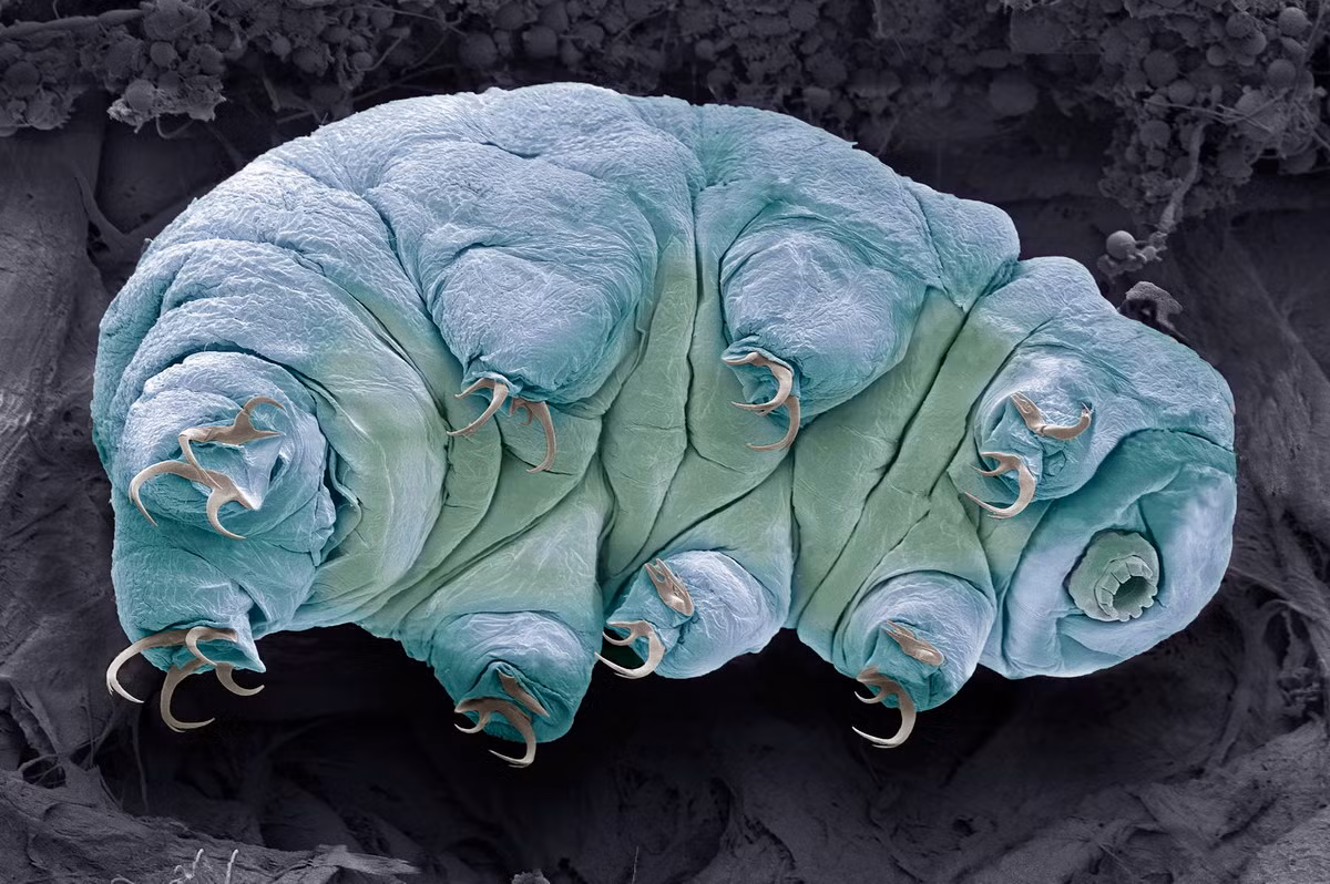 Một điểm thú vị khác của Tardigrada là khả năng chống lại tác động của bức xạ. Trong một thí nghiệm, các nhà khoa học đã gửi Tardigrada lên Trạm Không gian Quốc tế để xem chúng có thể chịu đựng bức xạ không. Ảnh: NBC News.