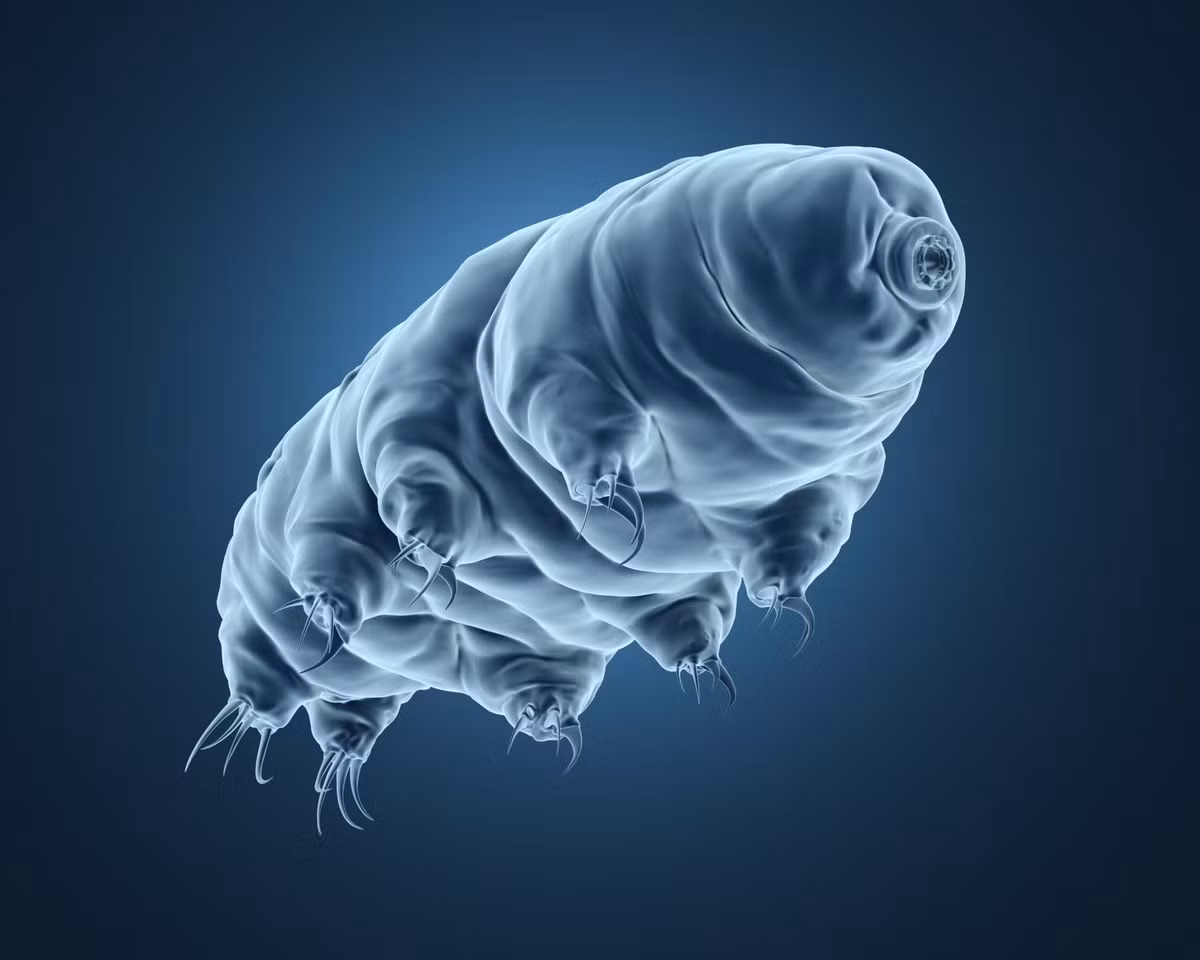 Khả năng chịu đựng này đã khuyến nghị rằng Tardigrada có thể tồn tại trên các hành tinh khác và có thể đó là hành tinh đầu tiên mà con người đến khám phá và khai thác. Ảnh: PBS.