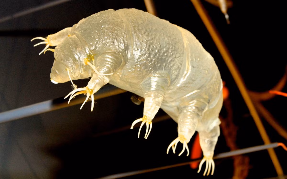 Việc tiếp tục nghiên cứu và khám phá về Tardigrada sẽ không chỉ mở ra những bí ẩn của sinh vật này, mà còn giúp chúng ta hiểu rõ hơn về nguồn gốc và khả năng sống sót của sự sống trên hành tinh chúng ta. Ảnh: Imgur.
