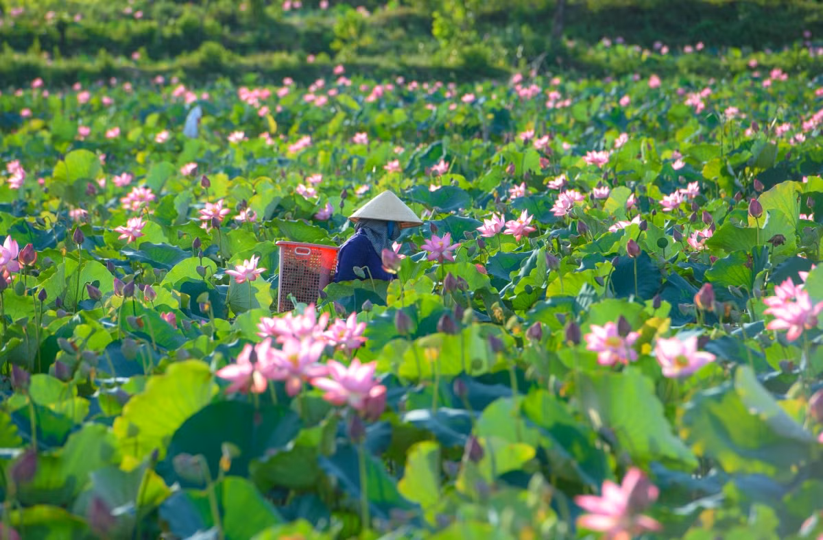 Mỗi sáng người nông dân ra đầm sen chăm sóc chờ một mùa bội thu.