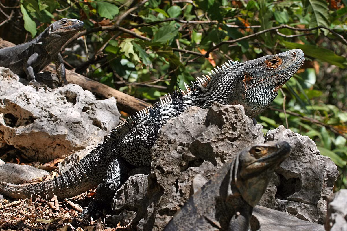 Cự đà đen (Ctenosaura similis) thuộc họ Cự đà, dài 90 cm, phân bố ở Trung Mỹ. Loài thằn lằn này sống theo đàn, trong đó có một con đực đầu đàn. Chúng thường ăn thực vật, nhưng đôi khi cũng ăn thằn lằn nhỏ.