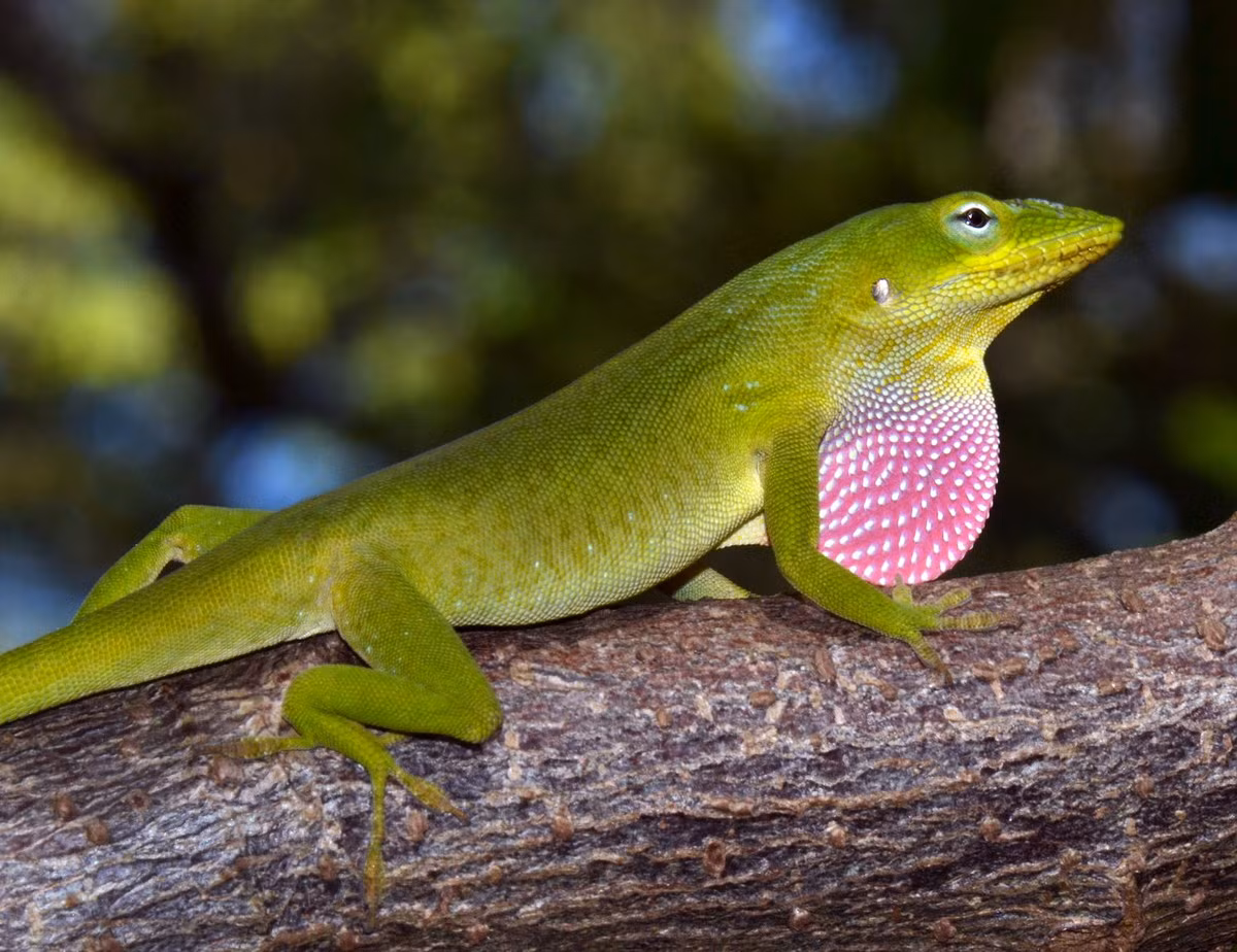 Nhông Anolis xanh (Anolis carolinensis) thuộc họ Nhông Anolis, dài 20 cm, được ghi nhận ở vùng ven biển Đông Nam nước Mỹ và Cuba. Các con đực của loài này thể hiện ưu thế bằng cách lắc lư đầu và làm phồng túi cổ có màu hồng hoặc đỏ nổi bật.
