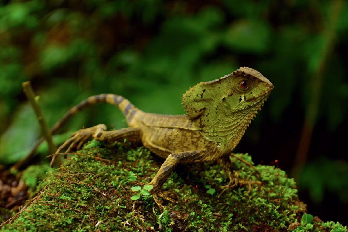 Cự đà mũ (Corytophanes cristatus) thuộc họ Cự đà mũ, 34 cm, phân bố ở Trung Mỹ. Loài này săn các động vật chân khớp lớn. Chúng không kiếm ăn thường xuyên nhằm hạn chế thời gian ở ngoài nơi trống trải, dễ bị các động vật săn mồi phát hiện.