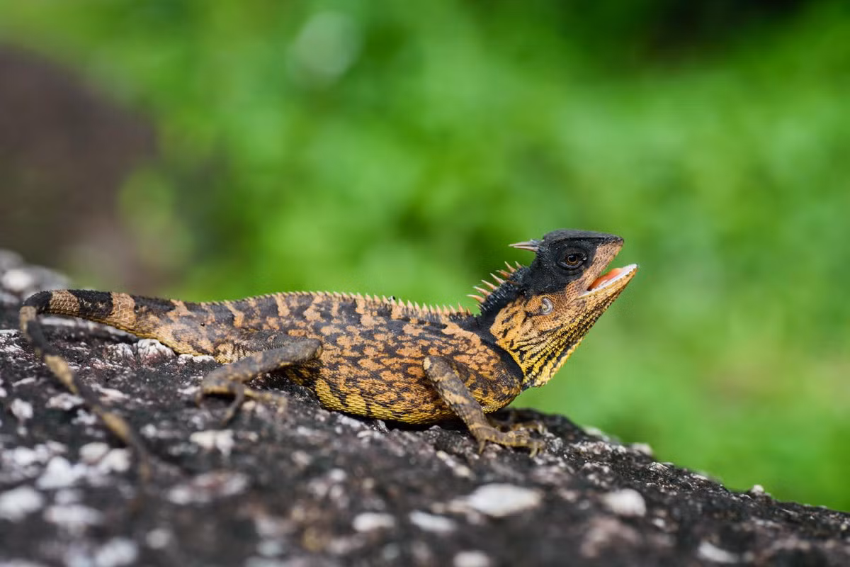 Ô rô vảy (Acanthosaura crucigera) dài 26 cm, phân bố ở Đông Nam Á (gồm Việt Nam). Các con đực của loài bò sát chậm chạp này dùng gai dài trên cổ khi giao chiến với nhau.