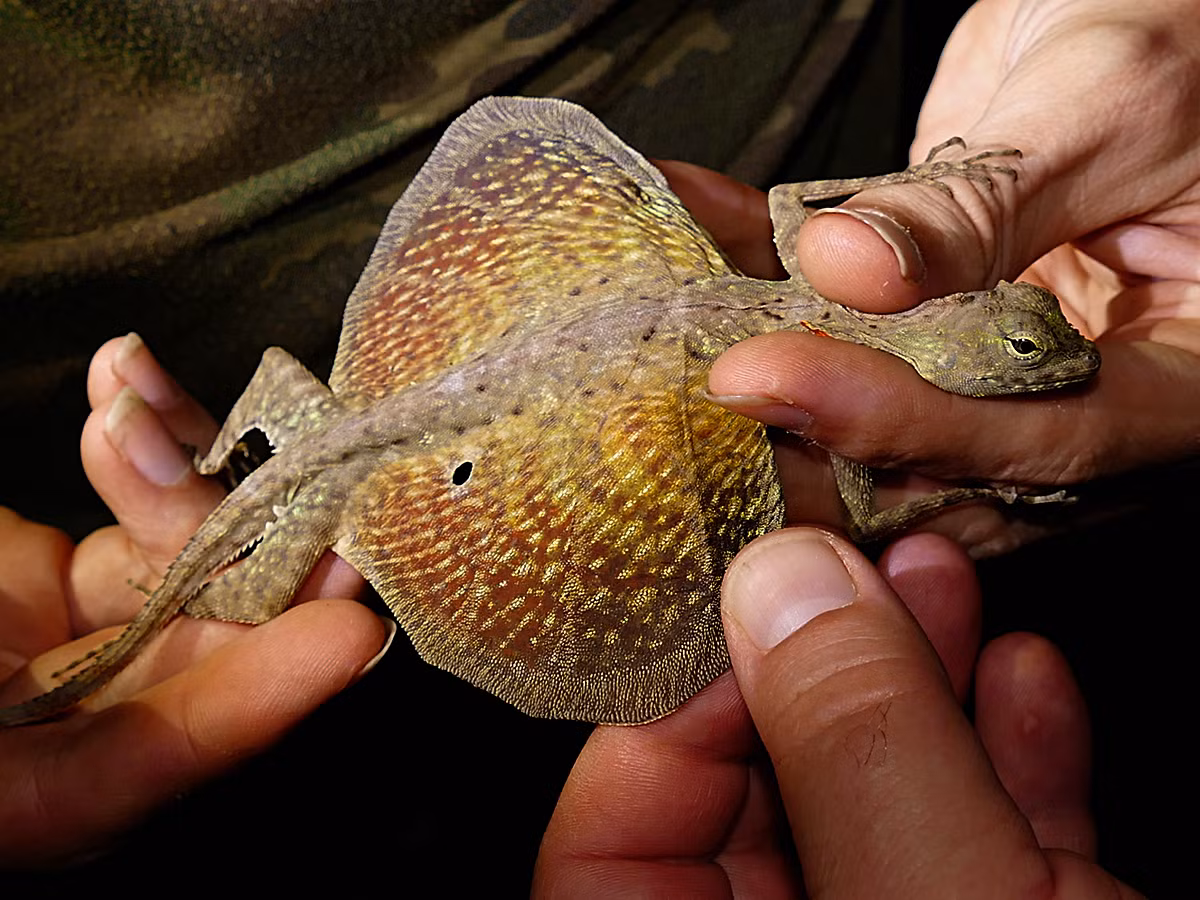 Thằn lằn bay Blandford (Draco blanfordii) dài 20-35 cm, phân bố ở Nam Trung Quốc và Đông Nam Á (gồm Việt Nam). Hai bên sườn loài này có có mảng da lớn dược nâng đỡ bởi 5 xương sườn nhỏ, sẽ căng ra khi chúng lượn giữa các cành cây trong rừng.