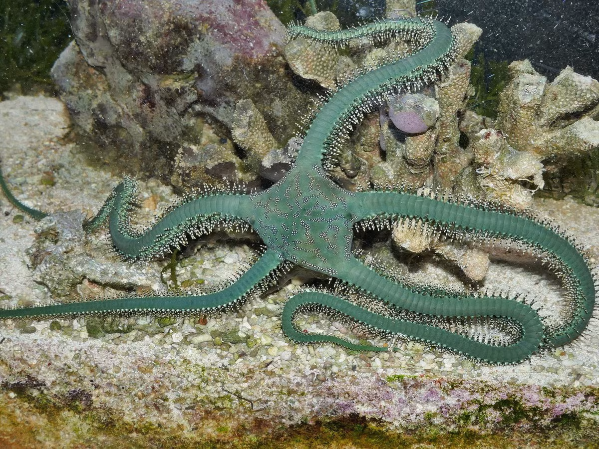 Đuôi rắn xanh (Ophiarachna incrassata) dài 30-45 cm, phân bố ở khu vực Ấn Độ Dương và Tây - trung Thái Bình Dương. Loài này được nhận dạng với màu xanh xám đặc trưng. Chúng sống chủ yếu ở các rạn san hô.