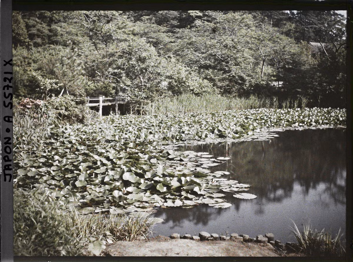 Hồ sen trong vườn Sankei-en.