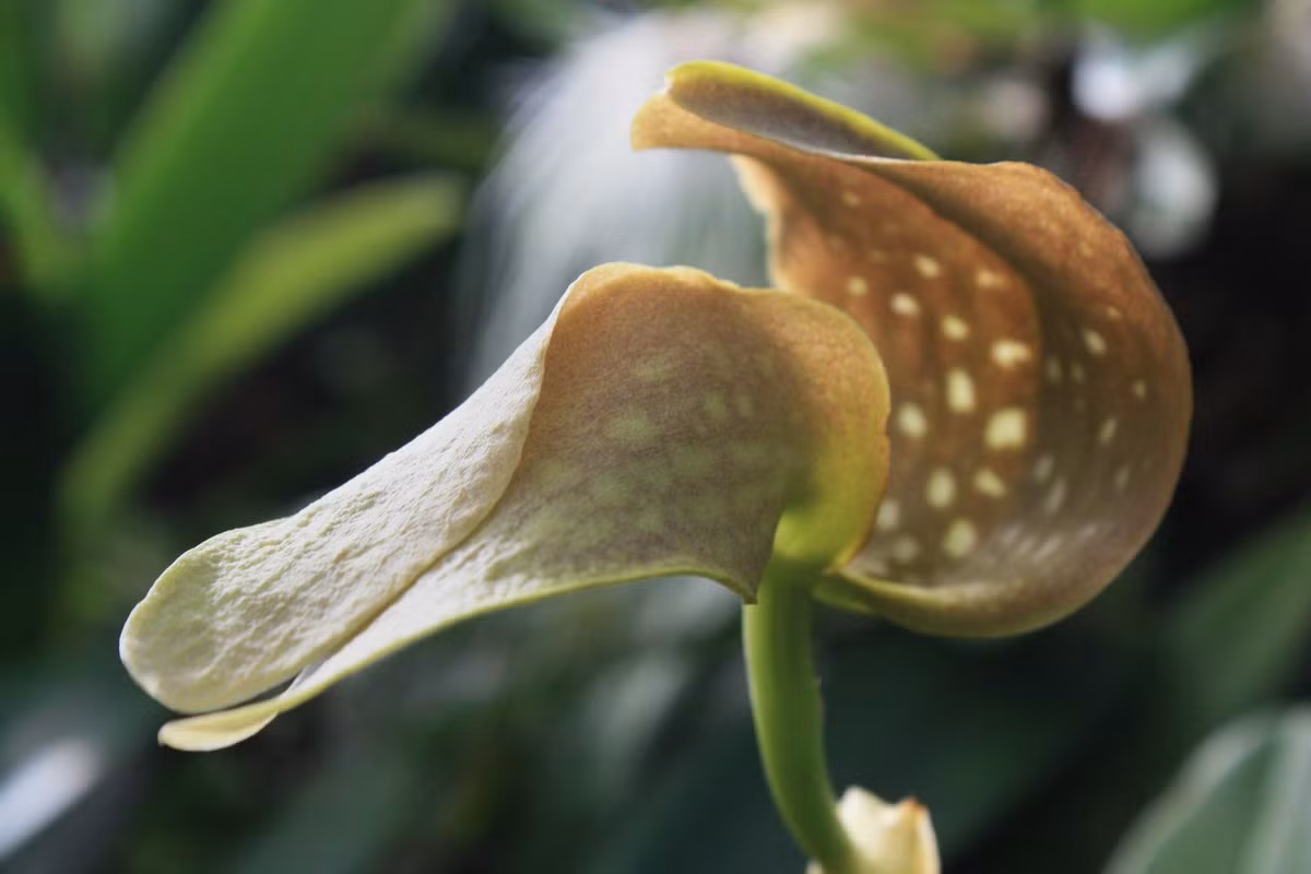  Phong lan hôi khổng lồ (Bulbophyllum grandiflorum). Nguồn gốc: Đông Indonesia, New Guinea, quần đảo Solomon. Đặc điểm nổi bật: Cụm hoa chứa một bông hoa duy nhất, kích thước lớn, màu sắc như miếng thịt, có mùi rất hôi.