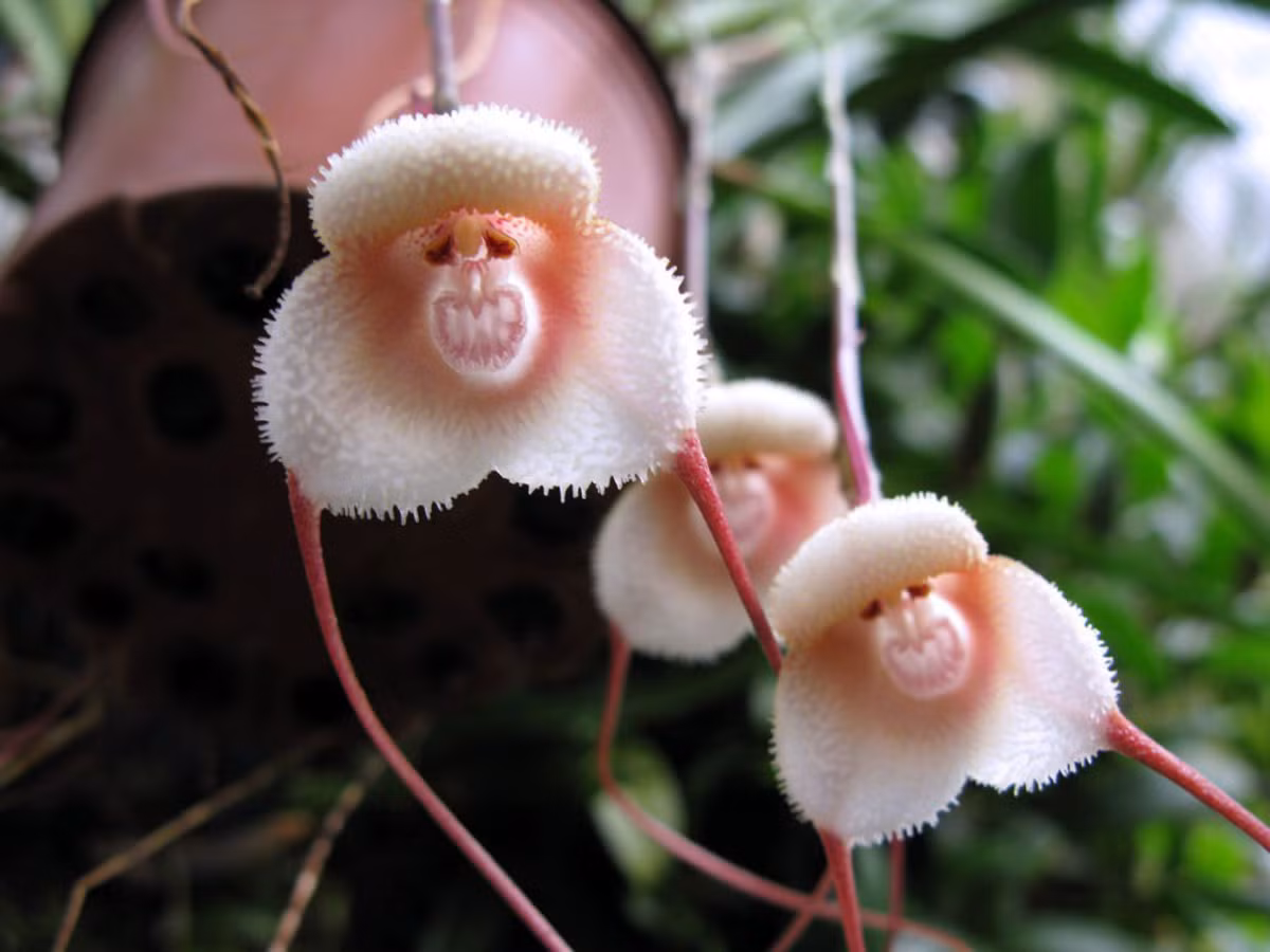  Phong lan mặt khỉ (Dracula simia). Nguồn gốc: Đông Nam Ecuador. Đặc điểm nổi bật: Trung tâm của mỗi bông hoa hướng xuống của loài phong lan này có hình dáng giống như khuôn mặt của một con khỉ.