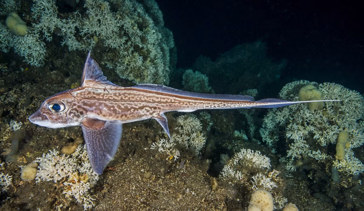 Cá toàn đầu châu Âu (Chimaera monstrosa) thuộc bộ Cá toàn đầu (Chimaeriformes), dài 1,5 mét, sống dưới độ sâu 300 mét ở vùng Địa Trung Hải. Các loài cá toàn đầu có răng dạng tấm dính liền nhau. Chúng có một ngạnh khỏe chứa chất độc nằm phía trước vây lưng đầu tiên.