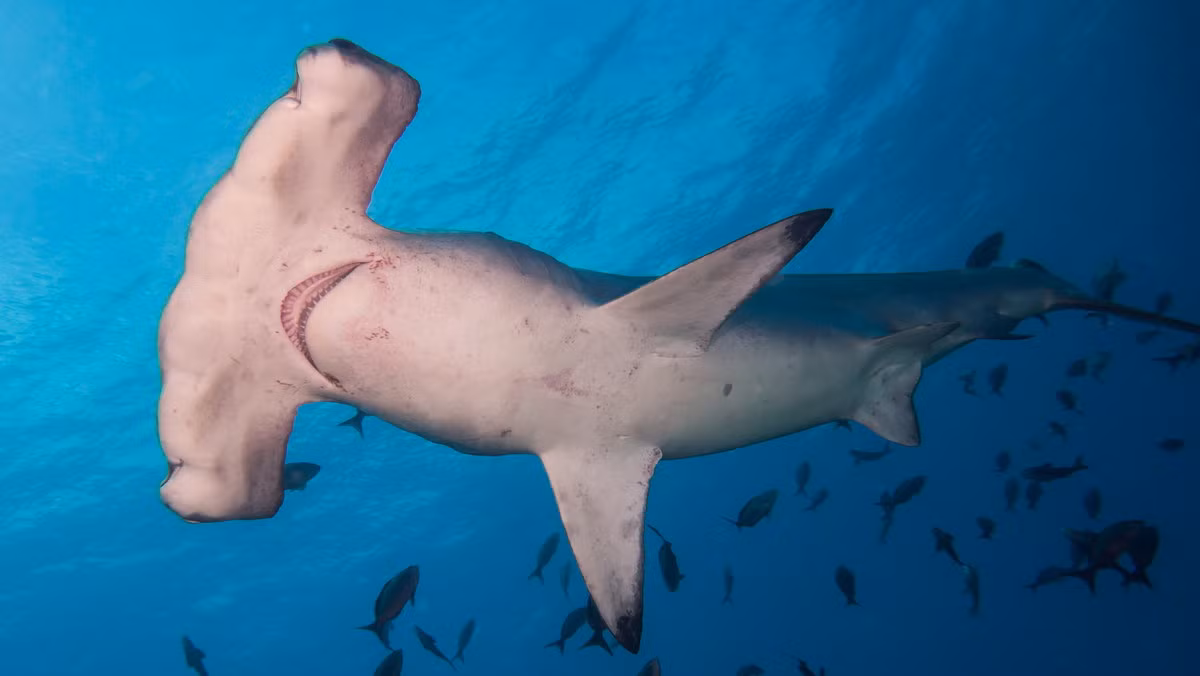 Cá nhám búa mõm tròn (Sphyrna zygaena) thuộc bộ Cá mập mắt trắng (Carcharhiniformes), dài 4 mét, phân bố ở các vùng biển ấm khắp thế giới. Với đôi mắt nằm ở hai phía của cái đầu hình chữ T, loài cá nhám này có thể nhìn khắp mọi hướng.