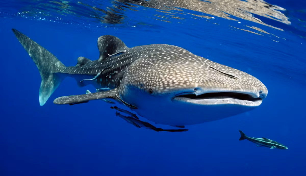 Cá nhám voi (Rhincodon typus) thuộc bộ Cá nhám râu (Orectolobiformes), dài 12-20 mét, phân bố ở vugnf nhiệt đới của các đại dương. Đây là loài cá lớn nhất mà con người biết đến. Chúng ăn sinh vật phù du và cá nhỏ, mỗi cá thể lại có một kiểu đốm riêng.