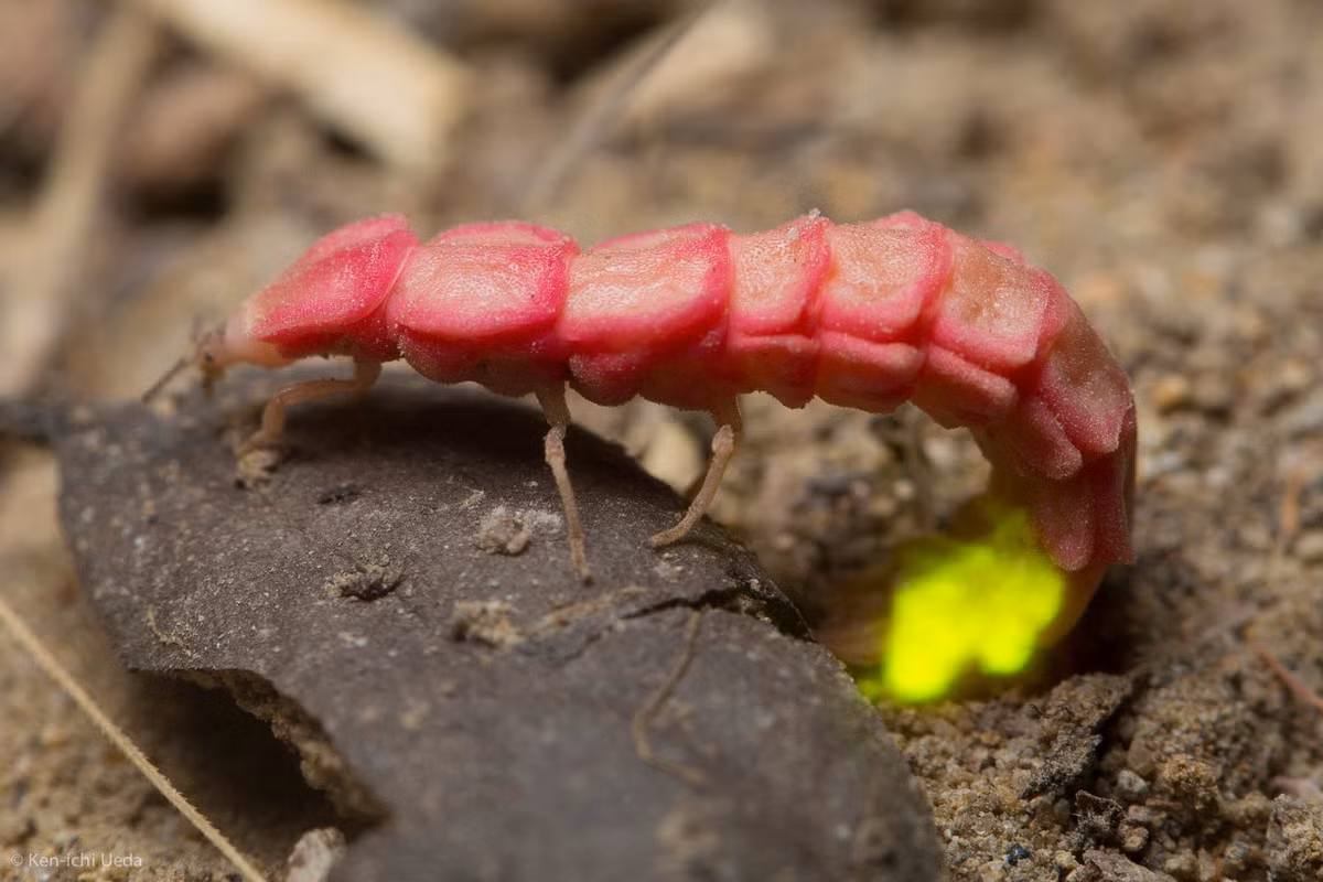 Đom đóm hồng California (Microphotus angustus) dài 6-11 mm, được ghi nhận ở Tây Nam Hoa Kỳ và Mexico. Cá thể cái của loài này loài này không có cánh, thân hình thon dài giống như con sâu màu hồng, sẽ có thêm các đốm đen theo thời gian.
