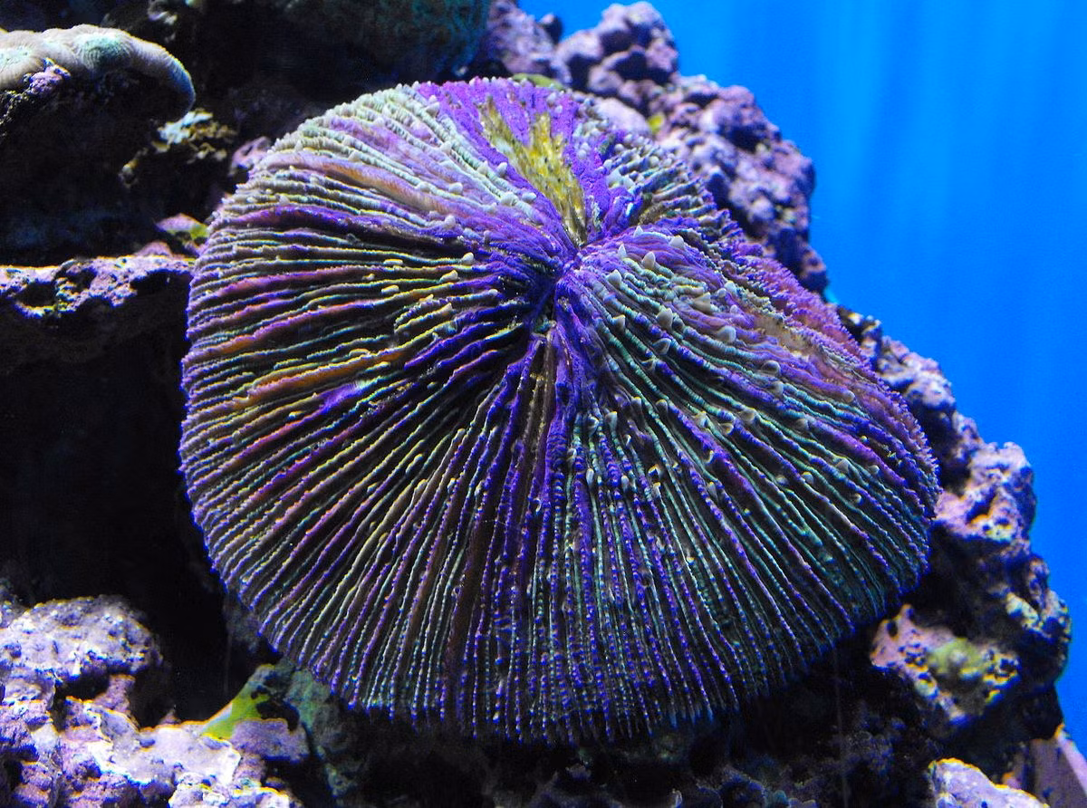 San hô nấm (Fungia fungites) dài 10-20 cm, được ghi nhận ở vùng nhiệt đới Ấn Độ Dương – Thái Bình Dương. Loài này không tạo rạn mà sống đơn độc, thường được đưa vào bể thủy sinh nước mặt do có màu sắc phong phú.