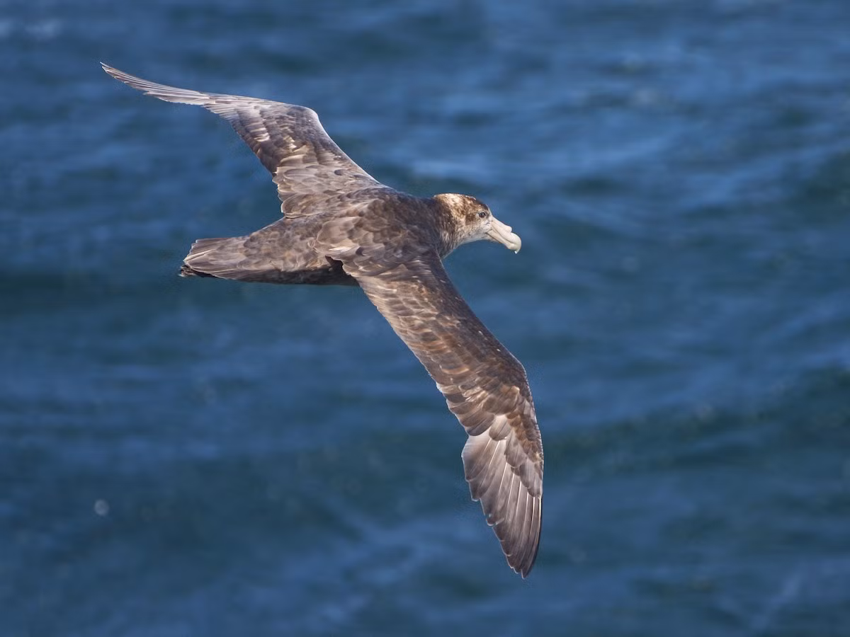 Hải âu Petrel lớn biển Nam (Macronectes giganteus) dài 86-99 cm, cư trú ở Nam Đại Dương. Không giống nhiều loài hải âu Petrel khác, loài này có chân đủ khỏe để đi trên mặt đất dễ dàng. Chúng là loài chim ăn xác thối.