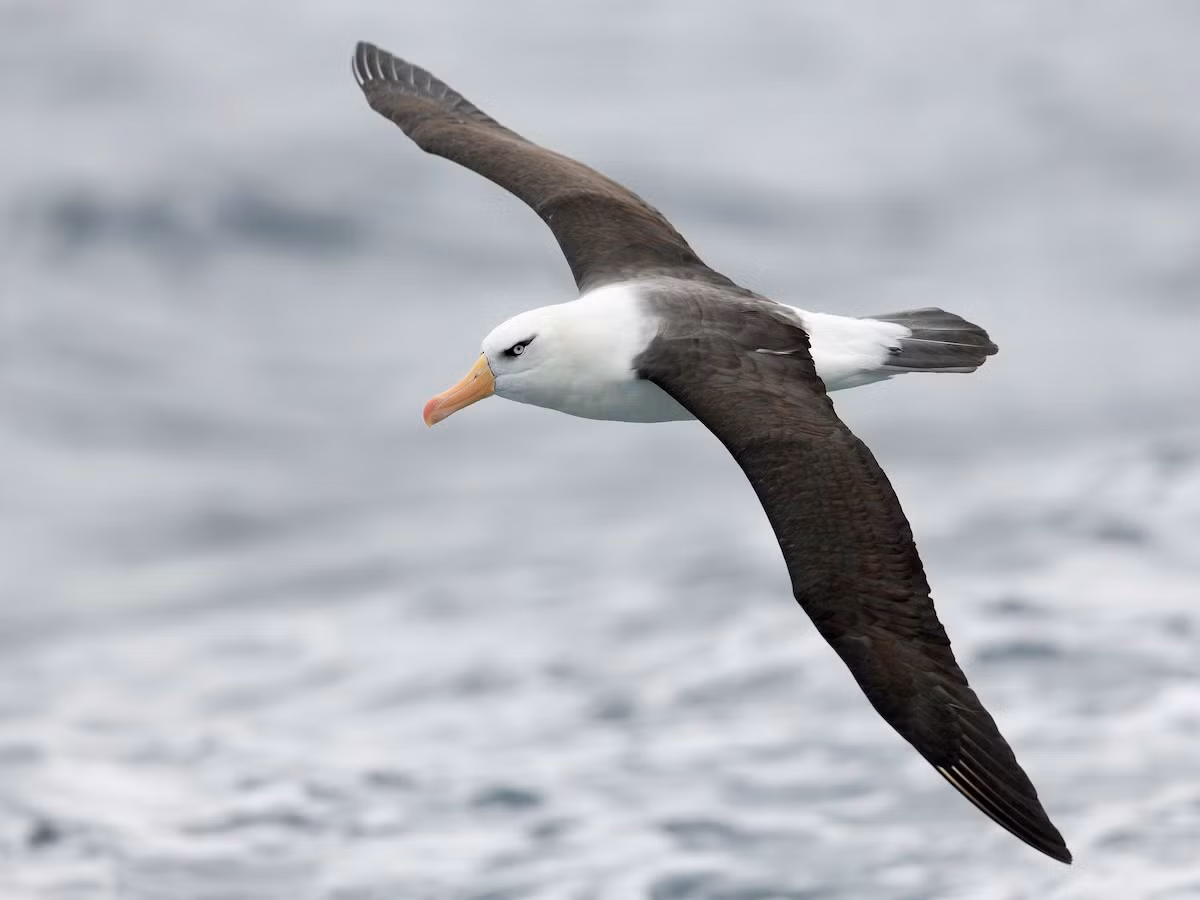 Hải âu mày đen (Thalassarche melanophris) dài 80-95 cm, phân bố ở Nam bán cầu. Loài này được nhạn dạng với "lông mày" tối màu đặc trưng. Chúng làm tổ trong các đàn tập trung đông đúc, mỗi năm đẻ một trứng.