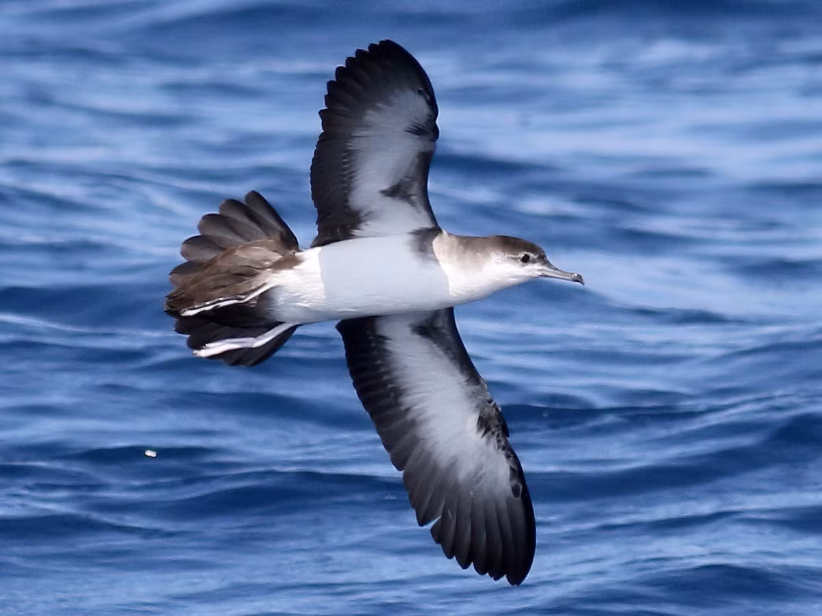Hải âu Audubon (Puffinus lherminieri) dài 30 cm, sinh sản trên các đảo nhiệt đới Đại Tây Dương thuộc cả châu Phi và châu Mỹ. Có ý kiến coi các quần thể khác nhau của chúng là những loài riêng rẽ.