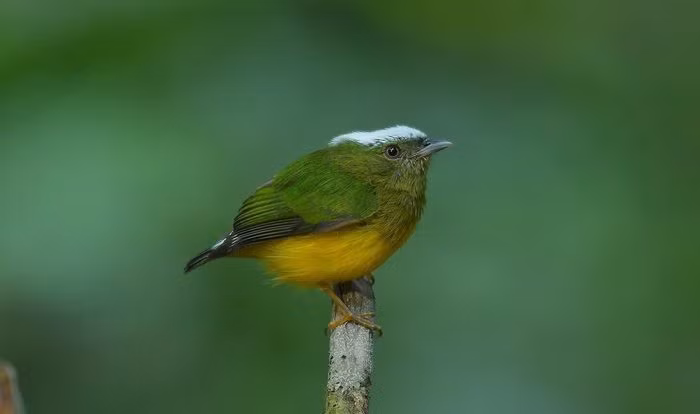 Chim di mũ tuyết (Lepidothrix nattereri) dài 8 - 9cm, sinh sống ở lưu vực sông Amazon của Brazil và vùng Đông Bắc Bolivia. Đỉnh đầu loài chim này có lông màu trắng, nhìn giống như bị phủ tuyết.
