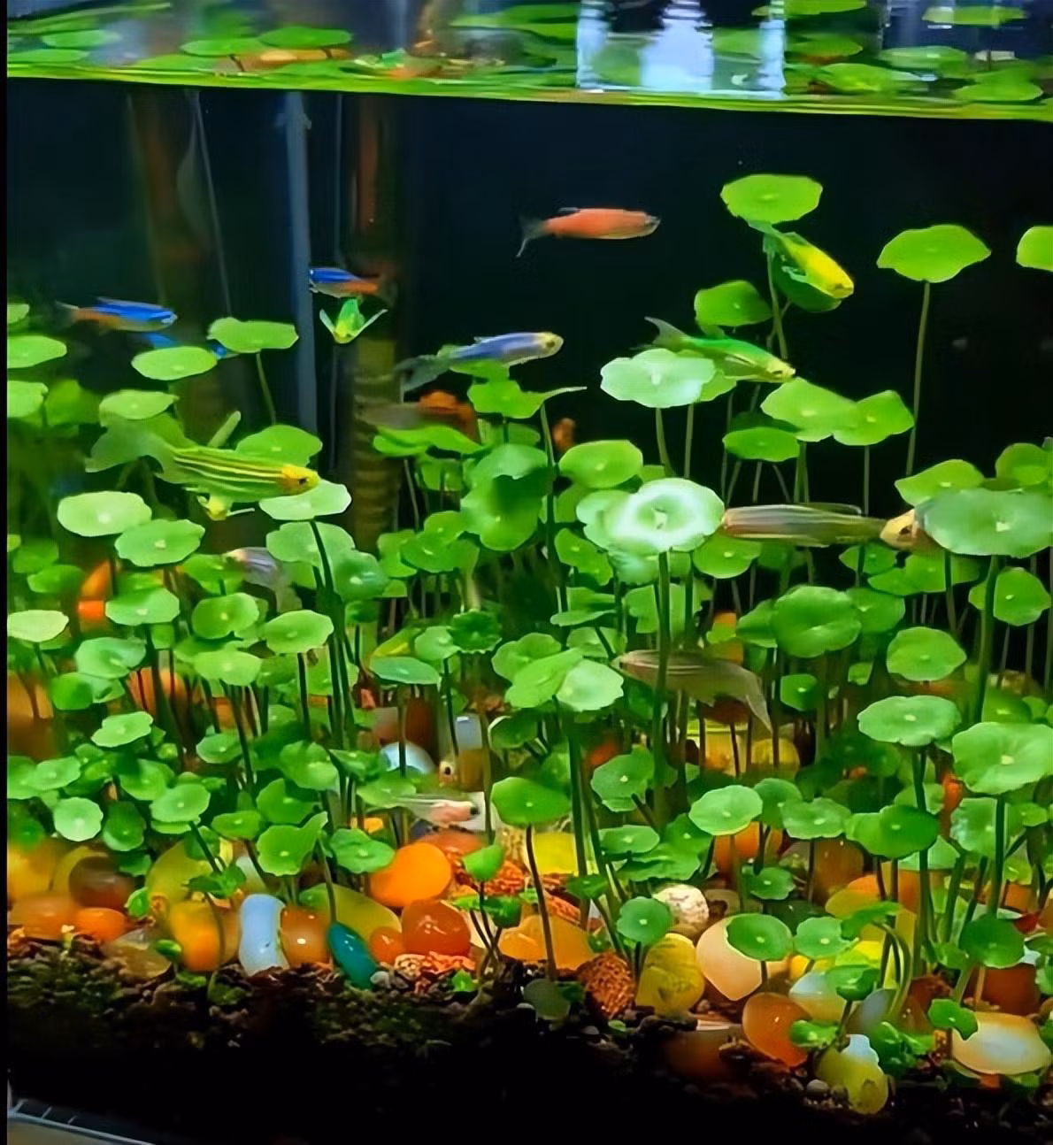 1. Cây cảnh: Cỏ đồng tiền. Cây cảnh cỏ tiền đồng có ý nghĩa thu hút sự giàu có, trường thọ, may mắn và giàu có, niềm vui. Bởi vì lá của nó có hình tròn giống như đồng tiền cổ, tuổi thọ đặc biệt dài. Và vì nó tròn nên còn có nghĩa là viên mãn, tràn đầy, vui sướng. Ảnh minh họa Toutiao 