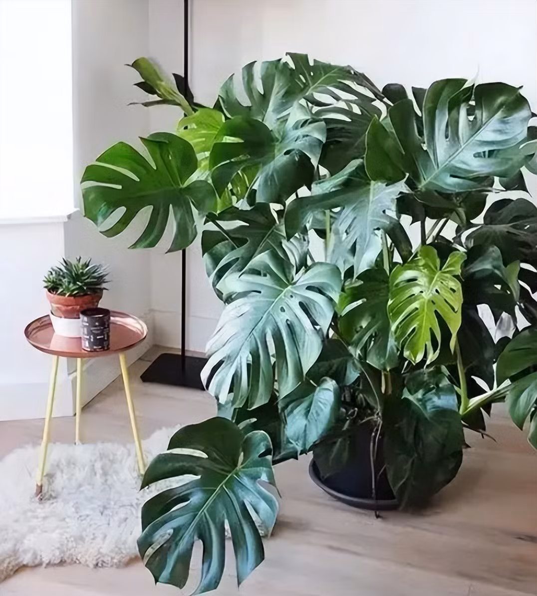 Hình dáng như cánh quạt, phiến lá dài hình thùy như lông chim đối xứng đại diện sự cân bằng, sức sống mãnh liệt nên được gắn với ý nghĩa bình an, may mắn, vạn sự như ý nên rất được nhiều người ưa chuộng. Là một trong những cây có lá lớn nhất, trầu bà lá xẻ cũng có ý nghĩa thu hút tài lộc, may mắn vào nhà. Ảnh minh họa Toutiao 