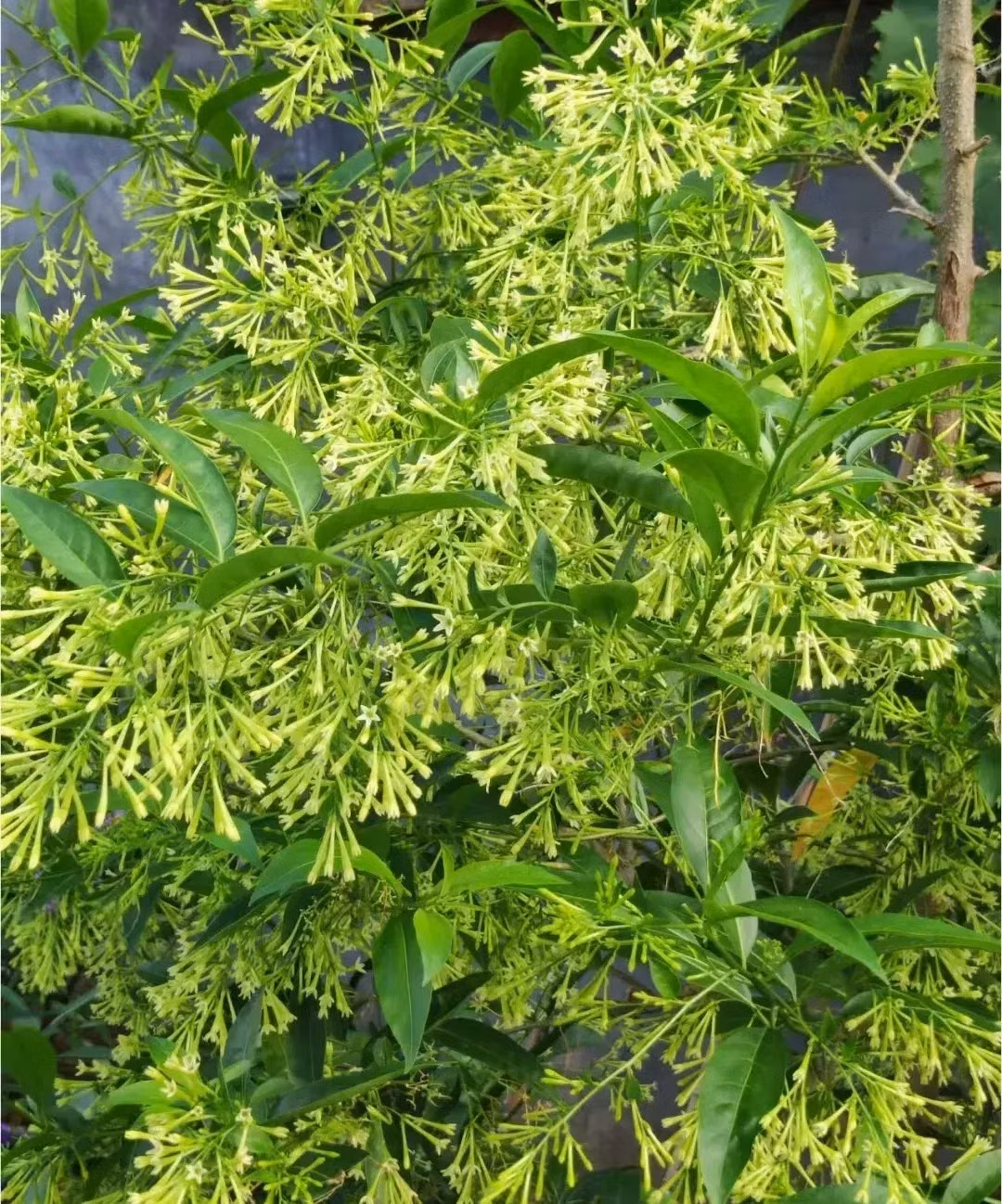 2. Người xưa dặn: Dạ lý hương trong nhà- sức khỏe sa sút. Dạ lý hương hay hoa lý xiêm la (tên khoa học là Cestrum Nocturnum) là một loài hoa rất đặc biệt. Nếu những bông hoa khác nở vào ban ngày thì cây cảnh này lại nở vào đêm khuya. Đó cũng chính là nguồn gốc của cái tên dạ lý hương đầy mê đắm và quyến rũ. 