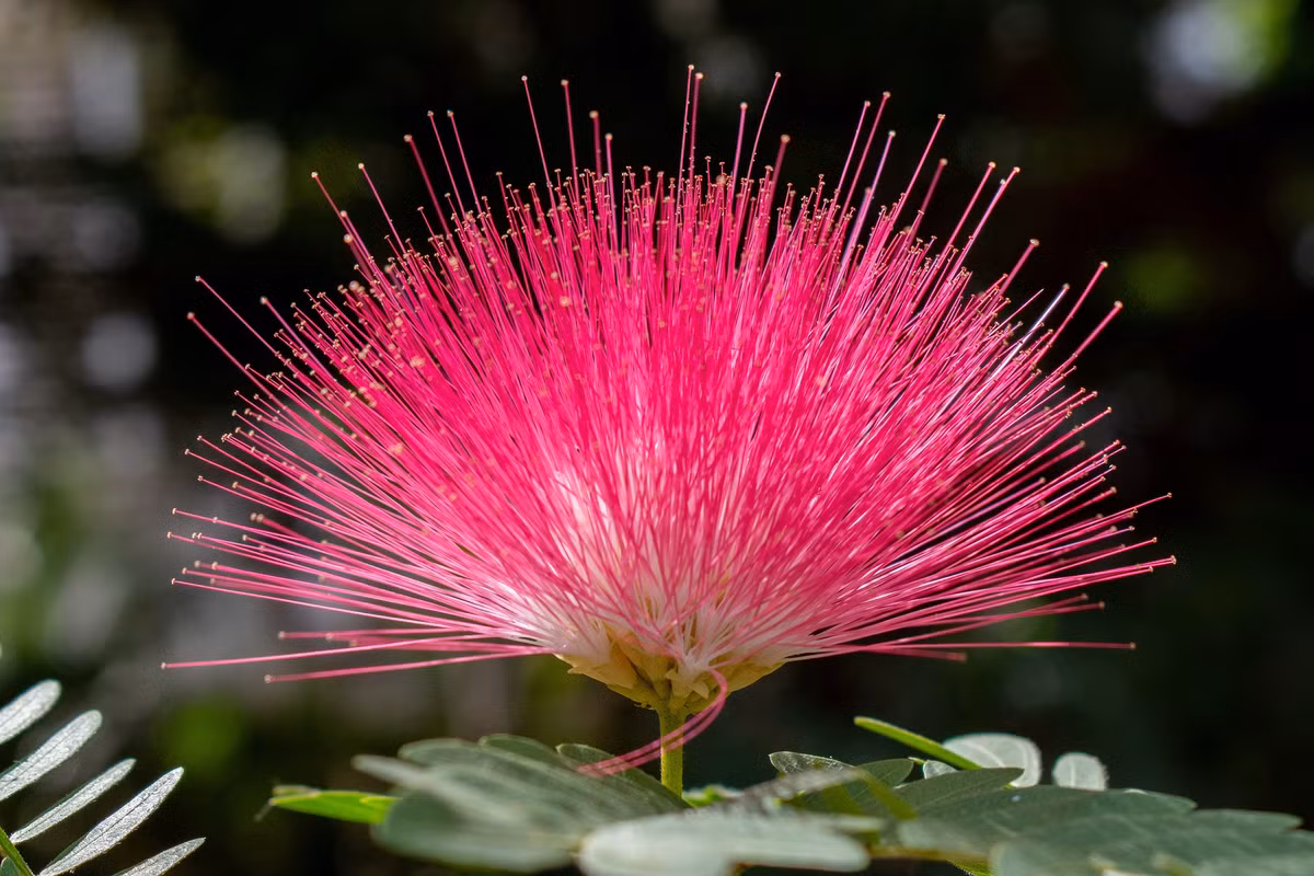 Những người anh em của hợp hoan mà bạn có thể quen thuộc như cây trinh nữ, cây mimosa, cây muồng... Hợp hoan là cây thân gỗ, được trồng rộng rãi làm cây bóng mát ở nhiều khu vui chơi, công cộng, đường phố. Ảnh minh họa Pixabay 