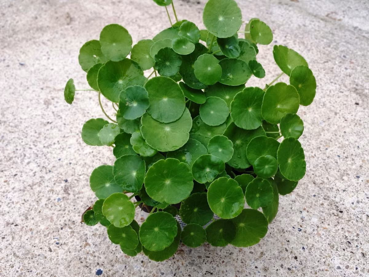 Cỏ tiền đồng rất dễ trồng. Nó thậm chí có thể sống sót chỉ bằng 1 ít nước. Bởi vì nhiều người có thể trồng cỏ tiền đồng trong nước, chỉ cần không thiếu nước thì nó có thể tồn tại năm này qua năm khác.