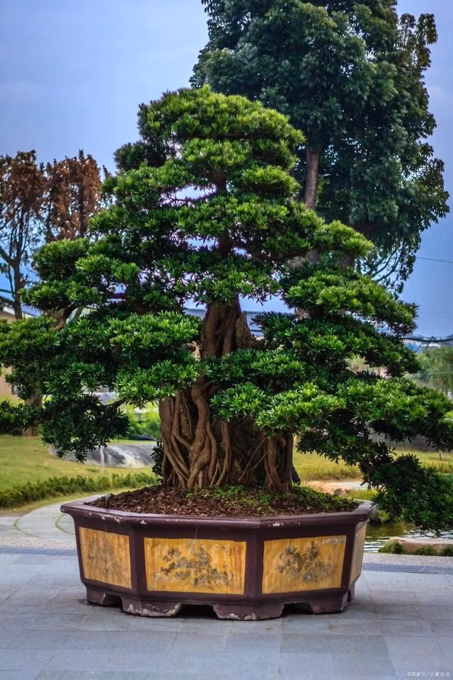  4. Cây tùng La Hán: Về ý nghĩa phong thủy, cây tùng La Hán mang lại may mắn, bình an. Quả của cây cảnh này không khác những bức tượng La Hán nên người xưa cho rằng đây là loài cây linh thiêng, trồng trong vườn sẽ bảo trợ bình an, may mắn cho gia đình. Ảnh minh họa Toutiao 