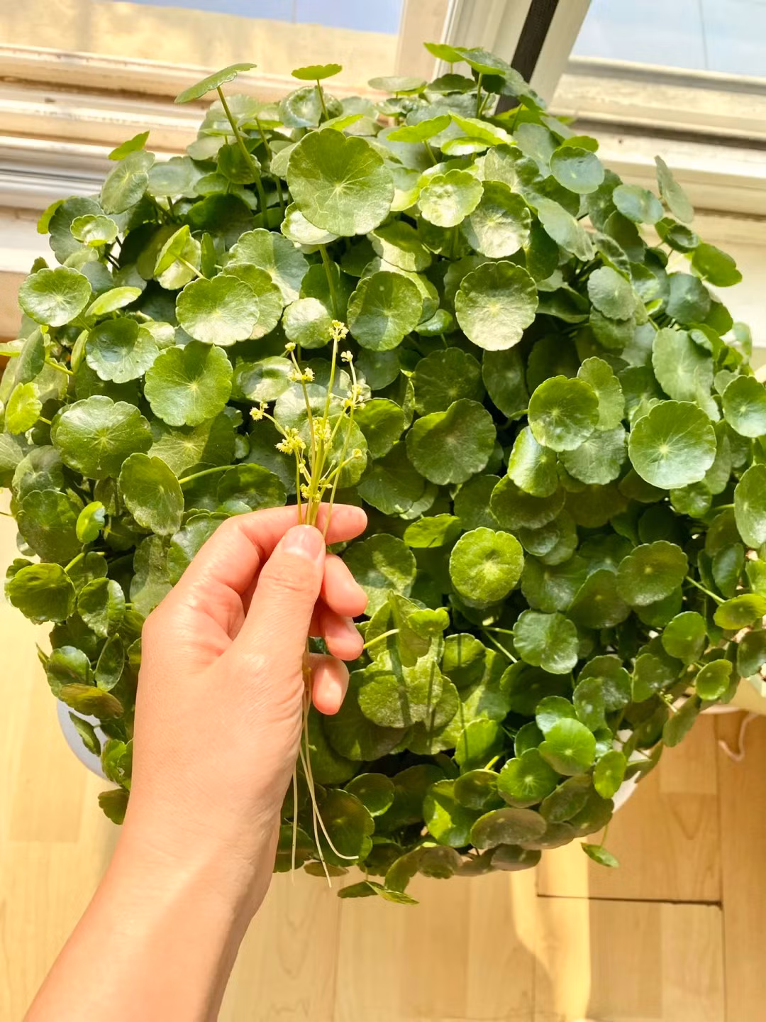 2. Người xưa nói: Cỏ tiền đồng nở hoa tài lộc bị ảnh hưởng. ‌Cỏ đồng tiền là cây cảnh có lá tròn, màu xanh giống như đồng tiền nên được đặt theo tên của nó. Theo người xưa, cây cảnh này cũng là điềm lành, vì lá tròn tượng trưng cho “phú quý nở hoa”, luôn xanh tốt, mơn mởn tượng trung cho sự sinh sôi, nảy nở, tài lộc thăng hoa. 