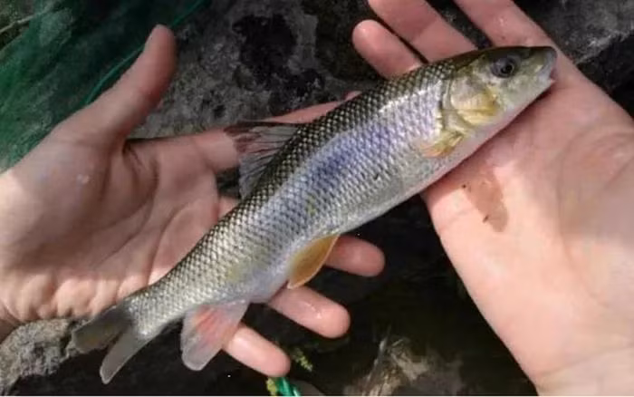 Loại cá trong hang động "Lưu Ngư động" là cá vây tia Scaphesthes macrolepis, còn được gọi là hóa thạch sống, là loài động vật bảo vệ cấp 2 tại Trung Quốc.