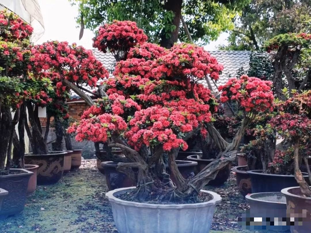  Tên gọi tiếng Anh của nó là Satsuki azalea, tên khoa học là Rhododendron indicum. Đây là một loại đỗ quyên được người Nhật trồng và lai tạo rộng rãi. Loài này có nguồn gốc từ vùng núi Nhật Bản. Ảnh minh họa Toutiao 
