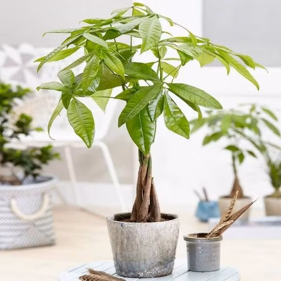  Đặc điểm của cây cảnh kim ngân. Cây cảnh kim ngân có tên khoa học là Pachira aquatica, tên tiếng Anh thường gọi đặc biệt "tài lộc"" Money tree (cây tiền). Có nguồn gốc từ các vùng từ Mexico đến phía bắc Nam Mỹ, cây kim ngân cũng rất phổ biến ở Đài Loan và các nước Đông Á khác. 