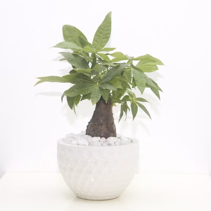  Người ta tin rằng đặt cây ở góc Đông Nam của ngôi nhà hoặc văn phòng có thể thu hút sự sung túc về tài chính. Quan niệm này được minh họa bằng thân cây bện (5 thân) của cây được coi là biểu tượng của năm yếu tố phong thủy - gỗ, lửa, đất, kim loại và nước.
