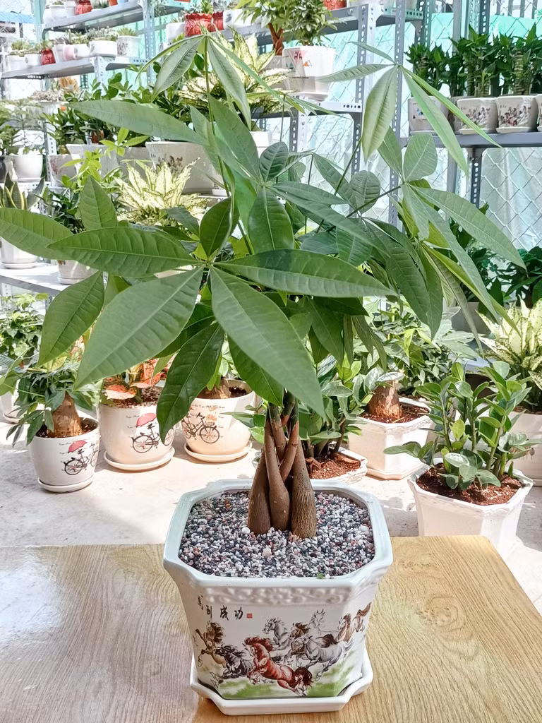 Nhắc đến cây cảnh kim ngân, nhiều bạn có thể nghĩ ngay đến một cây to, lá dày, trông giống như một cây cổ thụ nhỏ, tươi xanh và xinh đẹp. Ý nghĩa của cây cảnh này như tên gọi, mang lại sự giàu có, may mắn và thịnh vượng. 