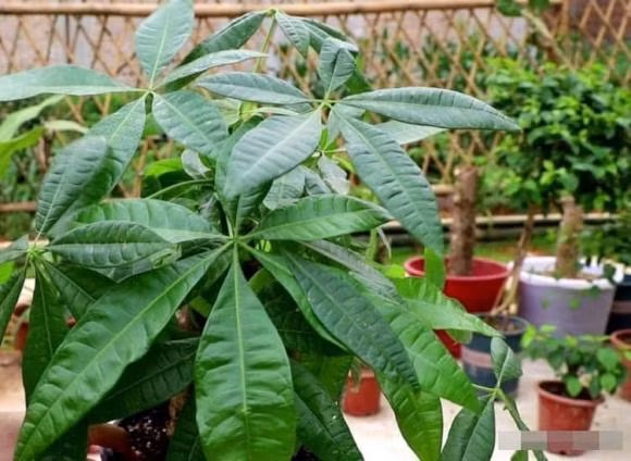  Ý nghĩa của cây cảnh kim ngân. 1. Thanh lọc không khí: Khả năng thanh lọc không khí của cây cảnh này rất mạnh mẽ. Thông qua quá trình quang hợp và thoát hơi nước, cây kim ngân có thể loại bỏ ô nhiễm carbon monoxide và carbon dioxide trong không khí một cách hiệu quả. 