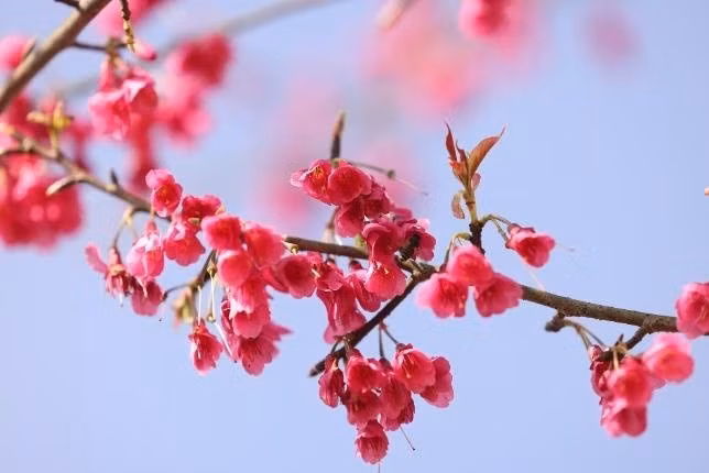  Hoa anh đào Himalaya hoang dã có hoa màu đỏ rực rỡ. Chúng sống động, mang tính lễ hội. Ngay cả một cây nhỏ đầy hoa màu đỏ cũng có thể khiến người ta lóa mắt. 
