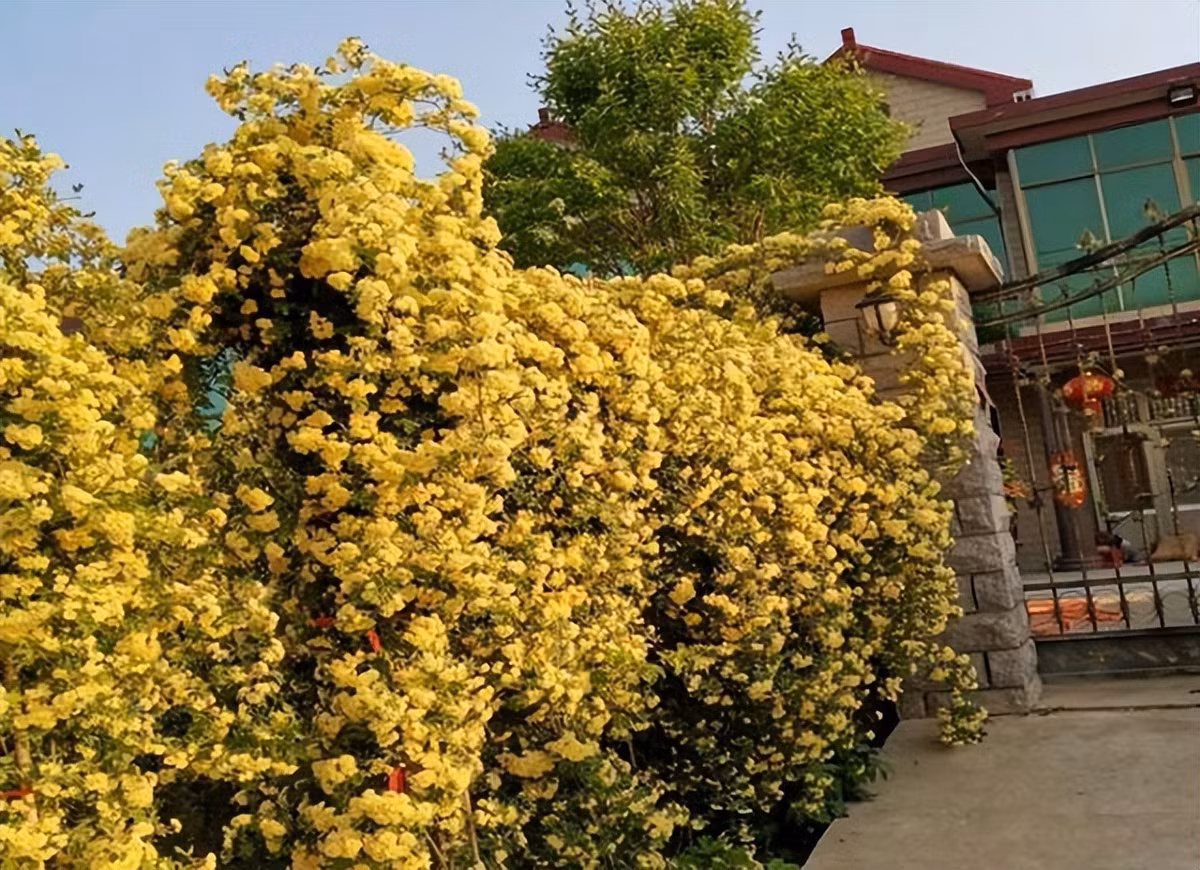  Hoa nở cùng lúc hàng ngàn, hàng vạn bông. Những bông hoa có mùi thơm nhẹ được tạo thành cụm trên những cành gần như không có gai với tán lá xanh mướt hấp dẫn. Hoa thường nở một đợt rực rỡ duy nhất mỗi năm vào mùa xuân.