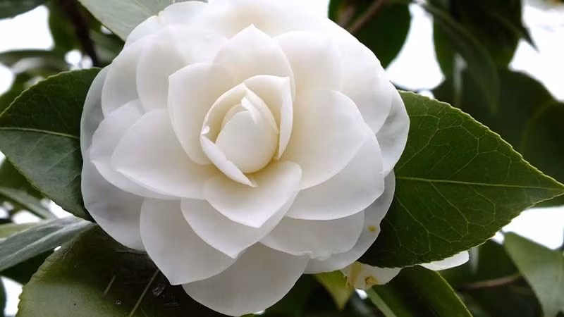  Chính vì thế, trưng một bình hoa trà trong nhà sẽ giúp gia chủ có thêm động lực để phấn đấu, và tự nâng cao tinh thần của bản thân. Hoa trà cũng thường được bày ở cửa giúp chiêu tài nạp phúc, nghênh đón cát khí cho ngôi nhà, khai thông tài vận mà còn mang đến sự tươi vui, mới mẻ trong năm mới. 