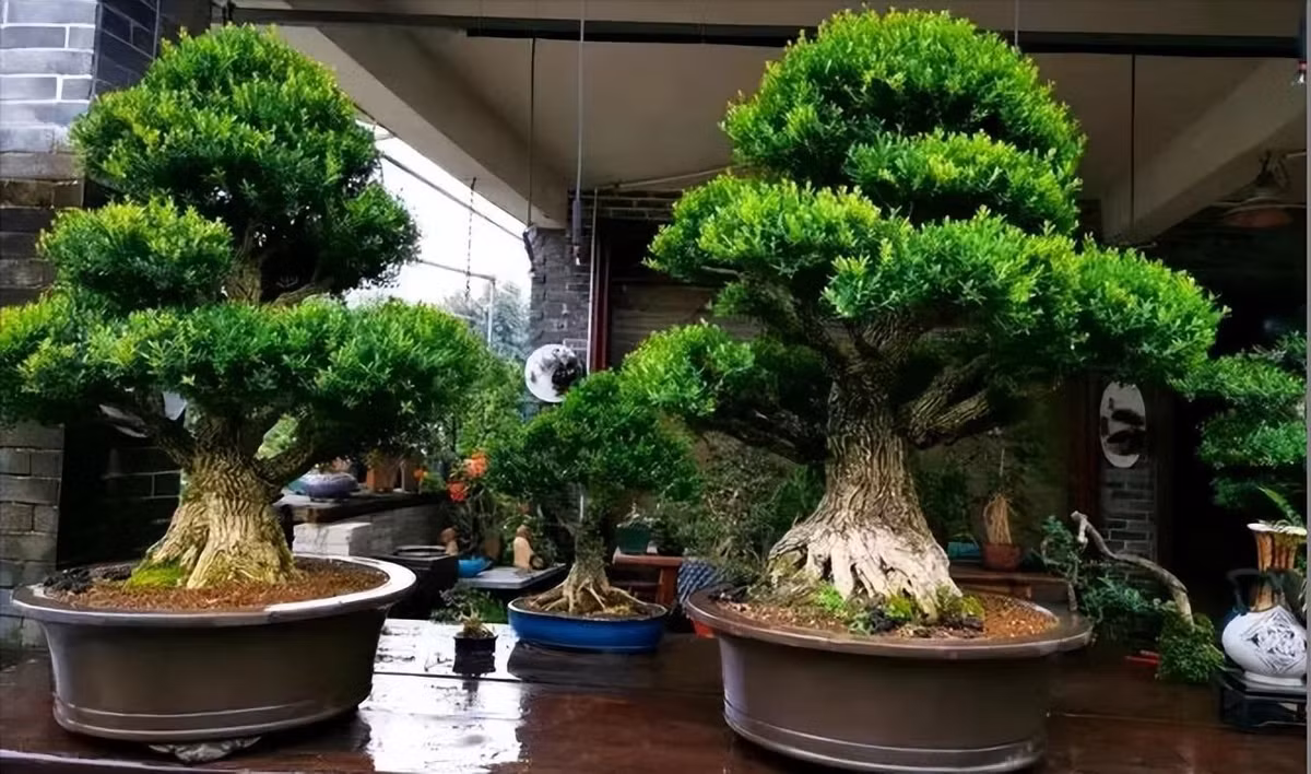 Cây cảnh này được người xưa coi là biểu tượng "quý ông giữa các loài cây", mang dáng vẻ của của người quân tử, ôn hòa mà sáng suốt, thanh tịnh chính trực, thà chịu vỡ nát chứ không chịu khuất phục… 