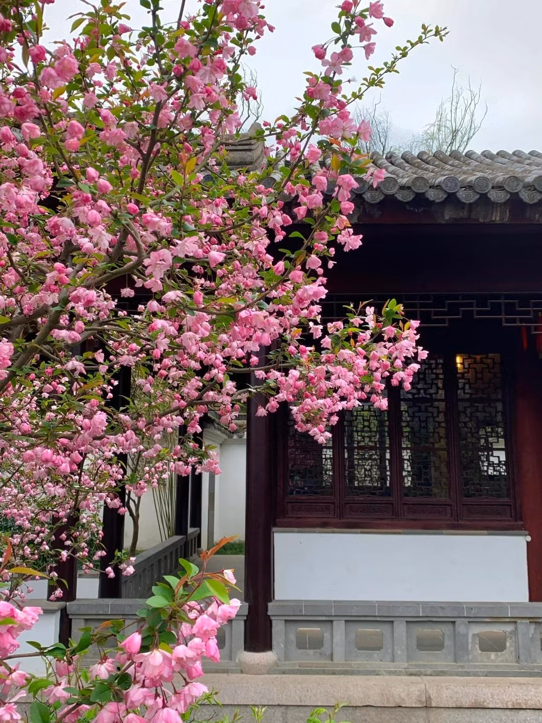  3. Người xưa nói: Tây phủ hải đường trong sân - vàng ngọc đầy nhà. Theo người xưa, cây cảnh này ‌tượng trưng cho sự giàu có và may mắn. Tây phủ hải đường đã được con người yêu thích từ xa xưa, đặc biệt là trong sân của những người giàu có. Khi hoa tây phủ hải đường nở vào mùa xuân, chúng được coi là một cảnh đẹp khó quên. 