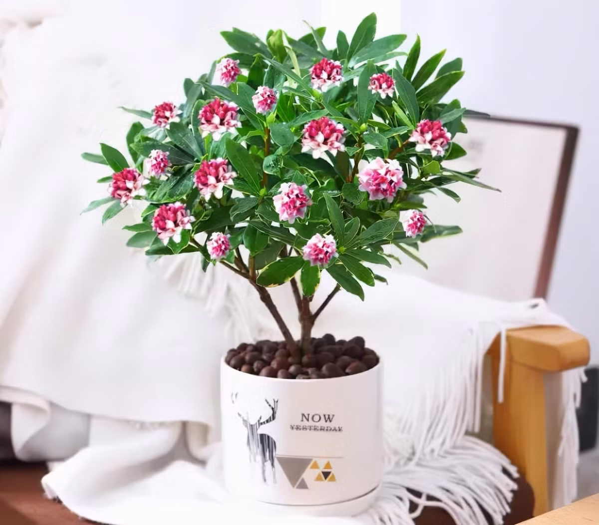 Khi nở rộ, chúng giống như quả cầu hoa rất bắt mắt và tỏa ra hương thơm ngào ngạt. Những bông hoa màu tím và rực rỡ, nở hàng năm. Thời kỳ ra hoa khoảng 60 ngày. Ảnh minh họa SH